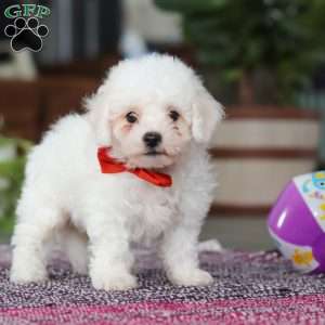 Lucky, Bichon Frise Puppy